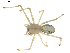  ( - BIOUG00623-D10)  @15 [ ] CC-0  G. Blagoev 2010 Unspecified
