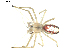  (Enoplognatha ovata - BIOUG00623-D11)  @15 [ ] CC-0  G. Blagoev 2010 Unspecified