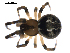  (Theridion glaucescens - BIOUG00626-G04)  @14 [ ] CC-0  G. Blagoev 2010 Unspecified