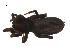  (Gnaphosa fontinalis - BIOUG09848-G10)  @13 [ ] CreativeCommons - Attribution (2014) G. Blagoev Centre for Biodiversity Genomics