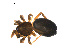  ( - BIOUG12605-D08)  @13 [ ] CreativeCommons - Attribution (2014) G. Blagoev Centre for Biodiversity Genomics