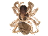  (Schizocosa ocreata - BIOUG14320-D12)  @14 [ ] CreativeCommons - Attribution (2016) CBG Photography Group Centre for Biodiversity Genomics