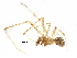  (Theridion pennsylvanicum - BIOUG20593-C12)  @13 [ ] CreativeCommons - Attribution (2015) CBG Photography Group Centre for Biodiversity Genomics