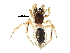  (Euryopis - BIOUG20593-D04)  @15 [ ] CreativeCommons - Attribution (2015) CBG Photography Group Centre for Biodiversity Genomics
