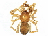  (Scotinella - BIOUG20593-E07)  @15 [ ] CreativeCommons - Attribution (2015) CBG Photography Group Centre for Biodiversity Genomics