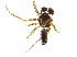  (Agyneta evadens - BIOUG20595-G09)  @15 [ ] CreativeCommons - Attribution (2015) CBG Photography Group Centre for Biodiversity Genomics