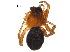  (Grammonota pallipes - BIOUG20597-E06)  @11 [ ] CreativeCommons - Attribution (2015) CBG Photography Group Centre for Biodiversity Genomics