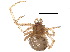 ( - BIOUG20597-F04)  @11 [ ] CreativeCommons - Attribution (2015) CBG Photography Group Centre for Biodiversity Genomics