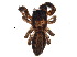  ( - BIOUG20597-G05)  @11 [ ] CreativeCommons - Attribution (2015) CBG Photography Group Centre for Biodiversity Genomics