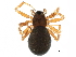  ( - BIOUG27609-F08)  @11 [ ] CreativeCommons - Attribution (2017) CBG Photography Group Centre for Biodiversity Genomics
