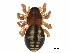  (Grammonota gentilis - BIOUG27609-H05)  @15 [ ] CreativeCommons - Attribution (2017) CBG Photography Group Centre for Biodiversity Genomics