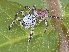  ( - BIOUG45276-D04)  @11 [ ] CreativeCommons - Attribution (2021) CC0 Centre for Biodiversity Genomics