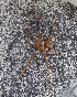  ( - BIOUG39662-A11)  @11 [ ] CC-0 (2019) Unspecified Unspecified