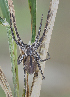  ( - BIOUG39662-H02)  @11 [ ] CC0 (2020) Unspecified Unspecified