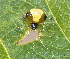  ( - BIOUG38899-D04)  @11 [ ] CC-0 (2019) Unspecified Unspecified