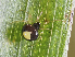 ( - BIOUG38899-D11)  @11 [ ] CC-0 (2019) Unspecified Unspecified