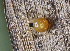  ( - BIOUG38899-D12)  @11 [ ] CC-0 (2019) Unspecified Unspecified