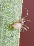  ( - BIOUG46673-D12)  @11 [ ] CC0 (2020) Unspecified Unspecified