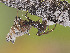  ( - BIOUG73611-G01)  @11 [ ] CC0 (2023) Unspecified Unspecified