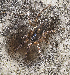  ( - BIOUG46677-B11)  @11 [ ] CC0 (2021) Unspecified Unspecified