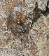  ( - BIOUG55208-A11)  @11 [ ] CC0 (2023) Unspecified Unspecified