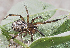  ( - BIOUG45277-H11)  @11 [ ] CreativeCommons - Attribution (2021) CC0 Centre for Biodiversity Genomics