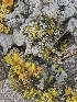  ( - BIOUG50817-A10)  @11 [ ] CC0 (2021) Unspecified Unspecified