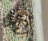  ( - BIOUG46672-C09)  @11 [ ] CC-0 (2020) Unspecified Unspecified