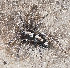  ( - BIOUG75010-F01)  @11 [ ] CC0 (2024) Unspecified Unspecified