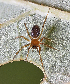  ( - BIOUG46677-D02)  @11 [ ] CC0 (2021) Unspecified Unspecified