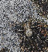  ( - BIOUG50818-C09)  @11 [ ] CC0 (2024) Unspecified Unspecified