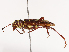  ( - CBG-B00496-B01)  @11 [ ] CreativeCommons - Attribution Share - Alike (2025) CBG Photography Group Centre for Biodiversity Genomics