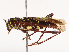  ( - CBG-B00496-B02)  @11 [ ] CreativeCommons - Attribution Share - Alike (2025) CBG Photography Group Centre for Biodiversity Genomics