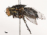  (Peckia australis - CBG-B00485-H05)  @11 [ ] CreativeCommons - Attribution Share - Alike (2025) CBG Photography Group Centre for Biodiversity Genomics