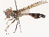  ( - CBG-B00488-H09)  @11 [ ] CreativeCommons - Attribution Share - Alike (2025) CBG Photography Group Centre for Biodiversity Genomics