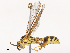  ( - CBG-B00489-G02)  @11 [ ] CreativeCommons - Attribution Share - Alike (2025) CBG Photography Group Centre for Biodiversity Genomics