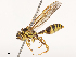  ( - CBG-B00489-G10)  @11 [ ] CreativeCommons - Attribution Share - Alike (2025) CBG Photography Group Centre for Biodiversity Genomics