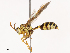  ( - CBG-B00489-H01)  @11 [ ] CreativeCommons - Attribution Share - Alike (2025) CBG Photography Group Centre for Biodiversity Genomics