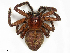  ( - CBG-B00493-H11)  @11 [ ] CreativeCommons - Attribution Share - Alike (2025) CBG Photography Group Centre for Biodiversity Genomics