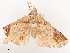  ( - CBG-B00501-H01)  @11 [ ] CreativeCommons - Attribution Share - Alike (2025) CBG Photography Group Centre for Biodiversity Genomics