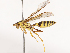  ( - CBG-B00507-F01)  @11 [ ] CreativeCommons - Attribution Share - Alike (2025) CBG Photography Group Centre for Biodiversity Genomics