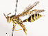  ( - CBG-B00507-F03)  @11 [ ] CreativeCommons - Attribution Share - Alike (2025) CBG Photography Group Centre for Biodiversity Genomics
