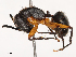  ( - CBG-B00509-A11)  @11 [ ] CreativeCommons - Attribution Share - Alike (2025) CBG Photography Group Centre for Biodiversity Genomics