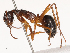  ( - CBG-B00890-A09)  @11 [ ] CreativeCommons - Attribution Share - Alike (2025) CBG Photography Group Centre for Biodiversity Genomics