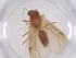  (Brachymyrmex pilipes - CBG-B00993-B04)  @11 [ ] CreativeCommons - Attribution Share - Alike (2025) Centre for Biodiversity Genomics Centre for Biodiversity Genomics