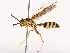 ( - CBG-B00585-C10)  @11 [ ] CreativeCommons - Attribution Share - Alike (2025) CBG Photography Group Centre for Biodiversity Genomics