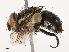  ( - CBG-B02340-A08)  @11 [ ] CreativeCommons - Attribution Share - Alike (2025) CBG Photography Group Centre for Biodiversity Genomics