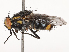  ( - CBG-B02496-C09)  @11 [ ] CreativeCommons - Attribution Share - Alike (2025) CBG Photography Group Centre for Biodiversity Genomics