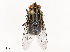  (Peckia resona - CBG-B04128-C01)  @11 [ ] CreativeCommons - Attribution Share - Alike (2025) CBG Photography Group Centre for Biodiversity Genomics