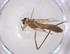  (Chironomus xanthus - CBG-B20787-G04)  @11 [ ] CreativeCommons - Attribution Share - Alike (2025) Centre for Biodiversity Genomics Centre for Biodiversity Genomics